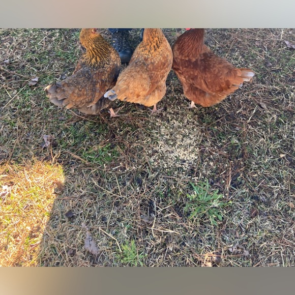 Meet your Posher, Daeka - Picture 6 of 8